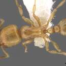 Image of Tetramorium amaurum Bolton 1980