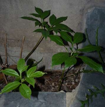 Amorphophallus fuscus Hett. resmi