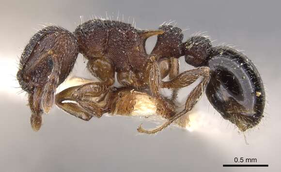 Image of Tetramorium calinum Bolton 1980