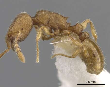 Image of Tetramorium dysderke Bolton 1980