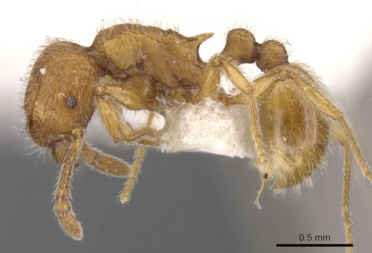 Image of Tetramorium intonsum Bolton 1980