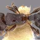 Image of Tetramorium legone Bolton 1980