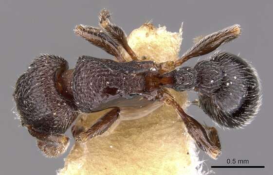 Image of Tetramorium legone Bolton 1980