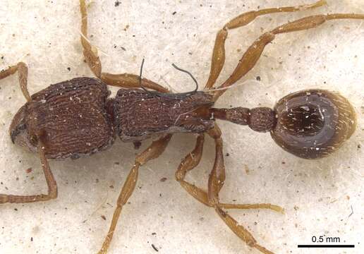 Image of Tetramorium somniculosum Arnold 1926