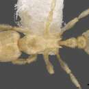 Image of Tetramorium typhlops Bolton 1980