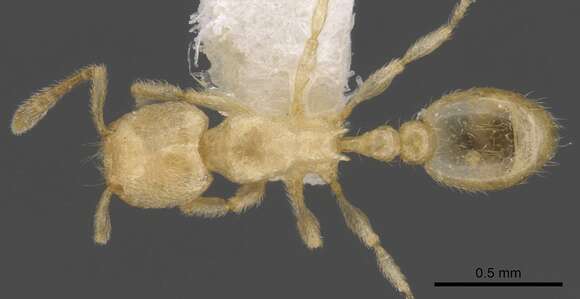 Image of Tetramorium typhlops Bolton 1980