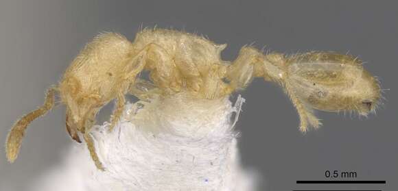 Image of Tetramorium typhlops Bolton 1980