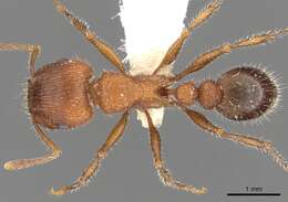 Image of Tetramorium peringueyi Arnold 1926