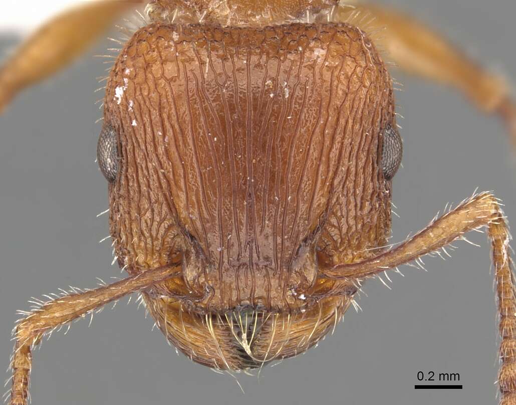 Image of Tetramorium peringueyi Arnold 1926