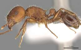 Image of Tetramorium peringueyi Arnold 1926