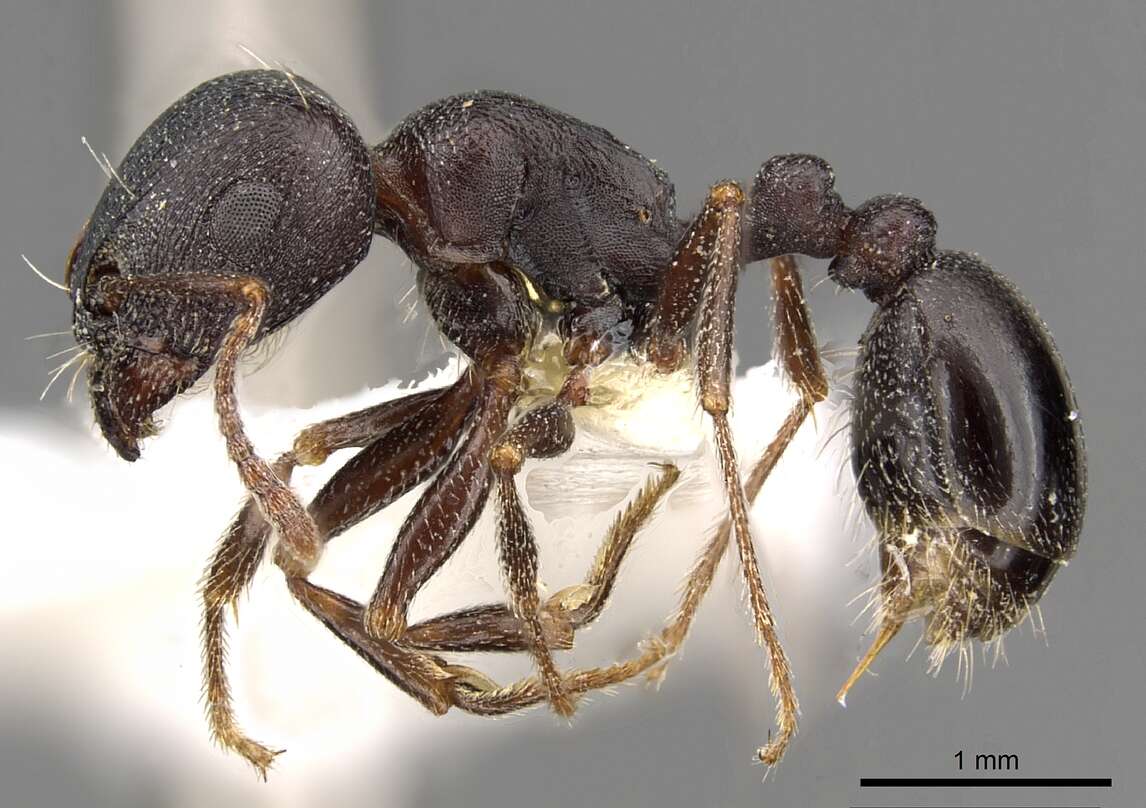 Image of Tetramorium jordani Santschi 1937