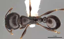 Image of Tetramorium barbigerum Bolton 1980