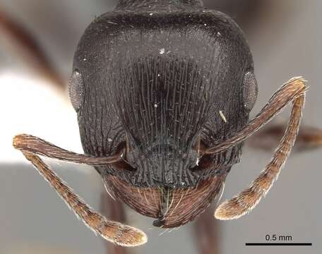 Image of Tetramorium barbigerum Bolton 1980