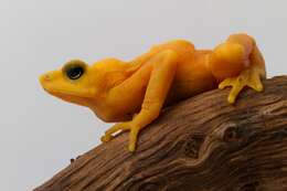 Image of Golden arrow poison frog