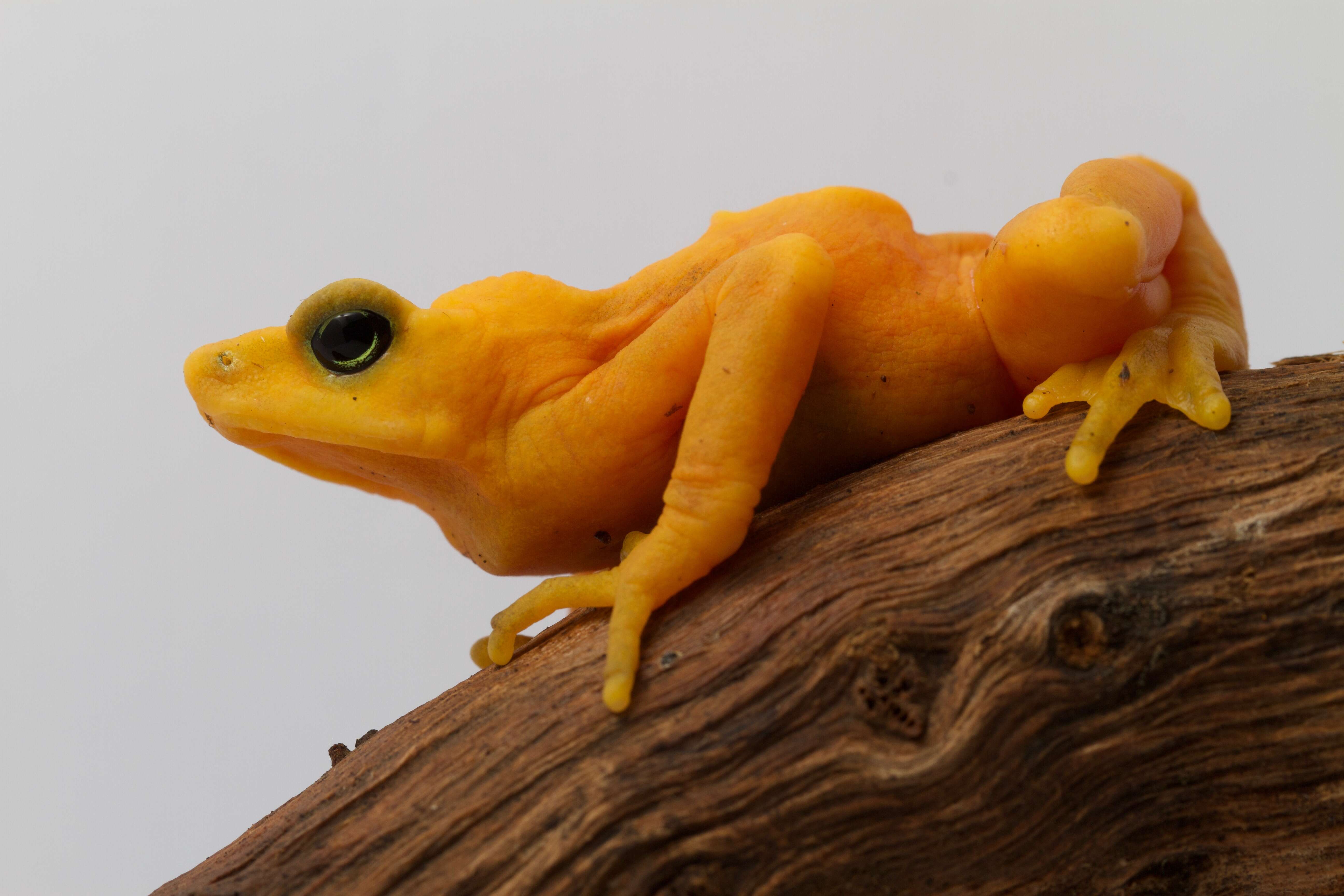 Image of Golden arrow poison frog