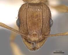 Image of Tetramorium avium Bolton 1980