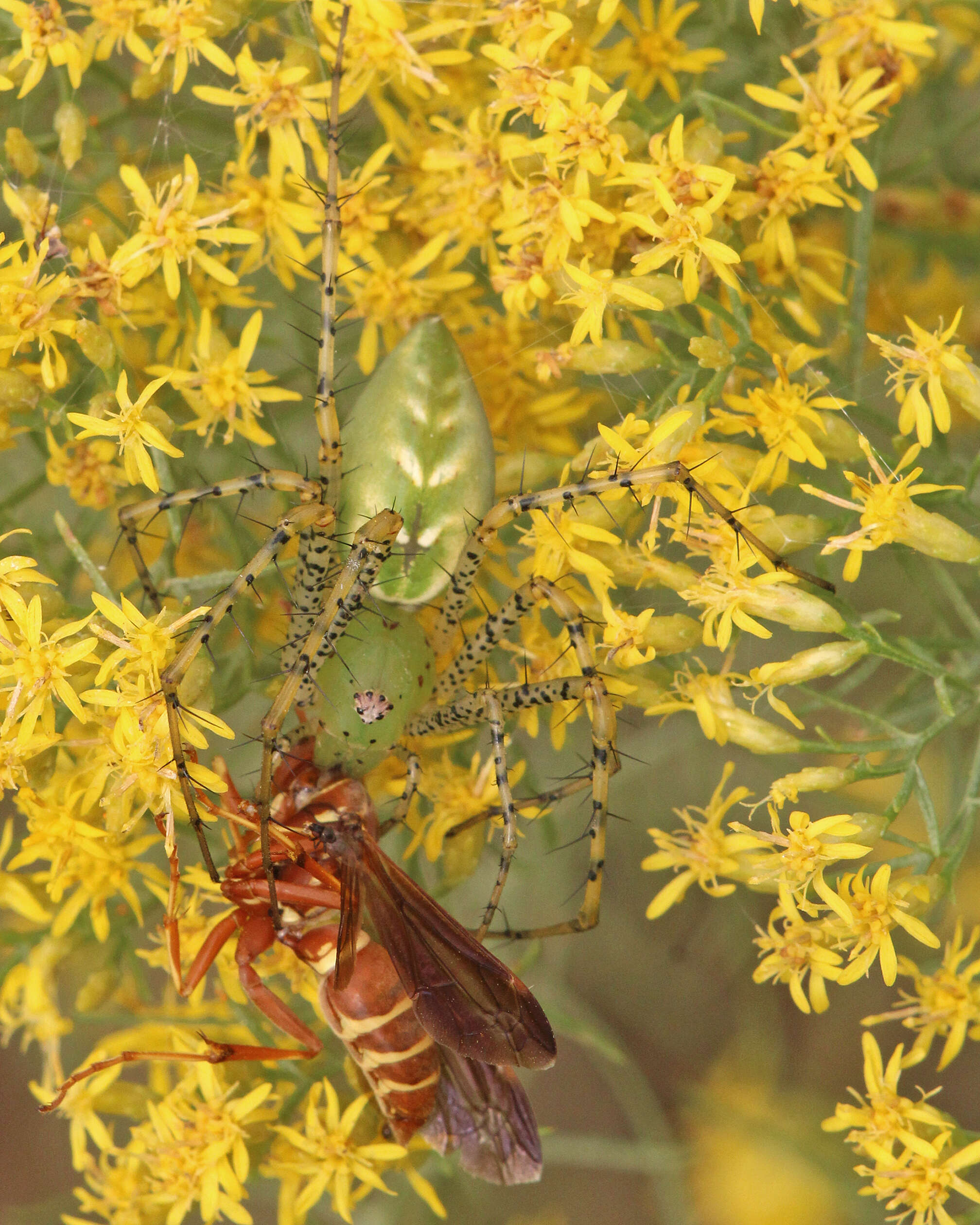 Image of Peucetia