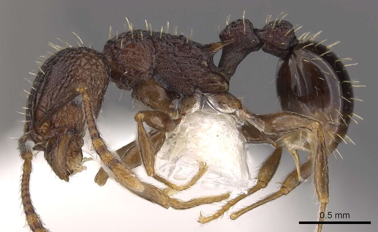 Image of Tetramorium ataxium Bolton 1980