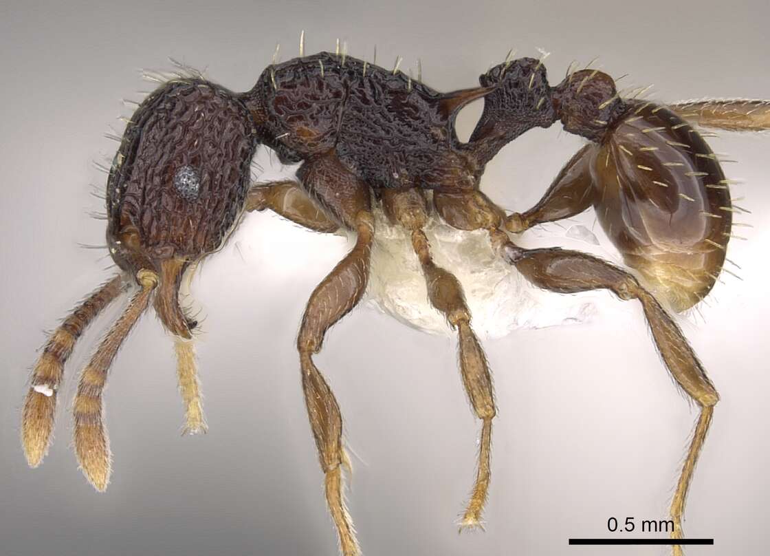 Image of Tetramorium sigillum Bolton 1980