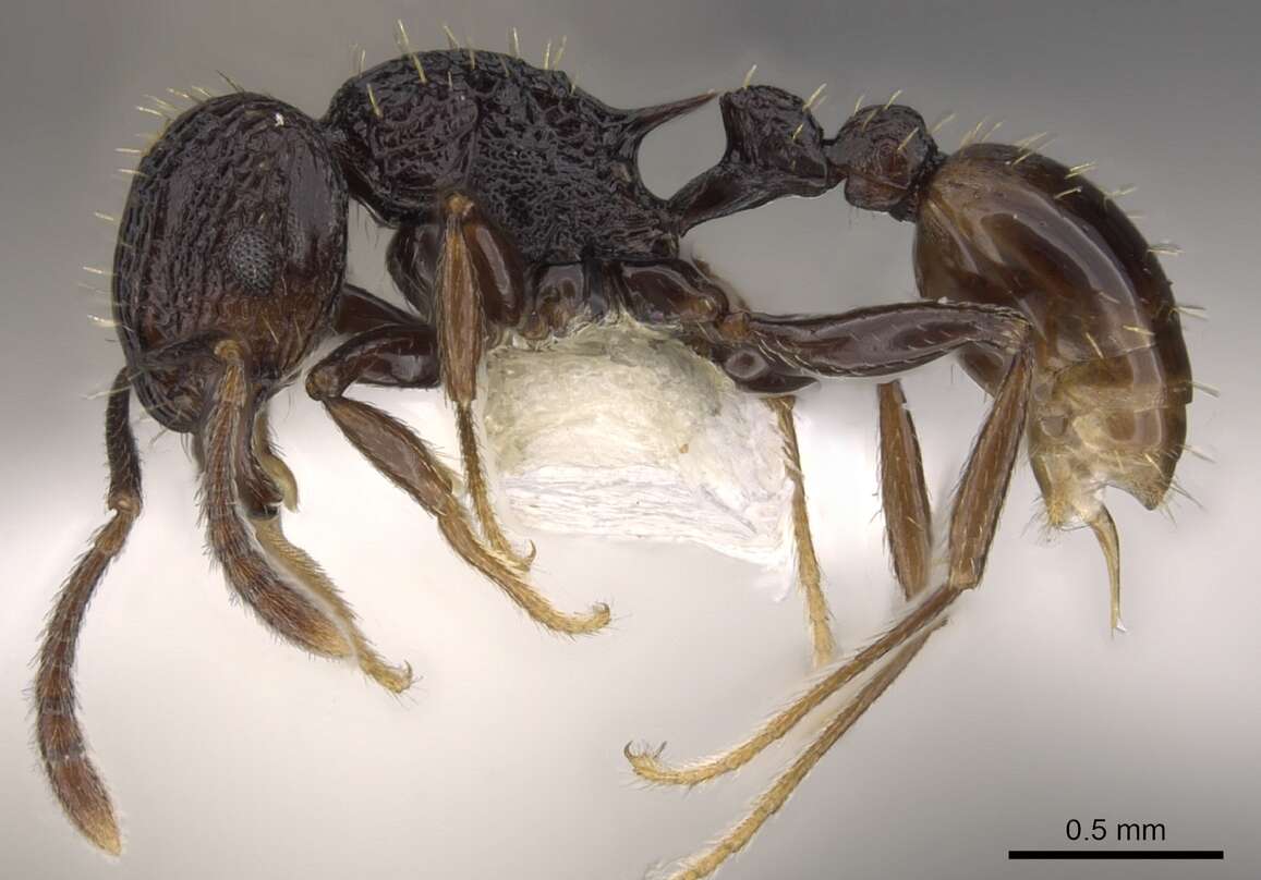 Image of Tetramorium invictum Bolton 1980