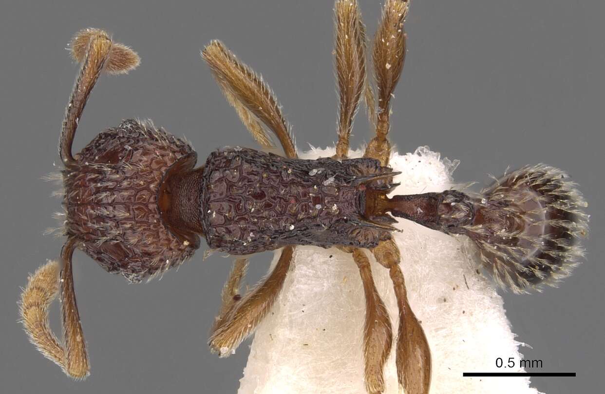 Image of Tetramorium flabellum Bolton 1980