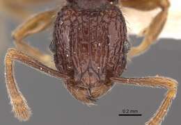 Image of Tetramorium flabellum Bolton 1980