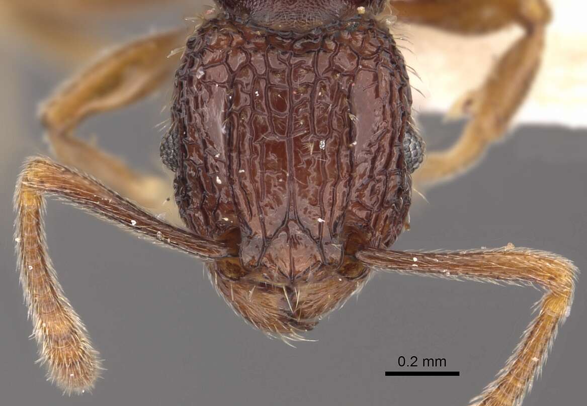 Image of Tetramorium flabellum Bolton 1980