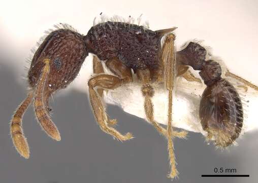 Image of Tetramorium flabellum Bolton 1980