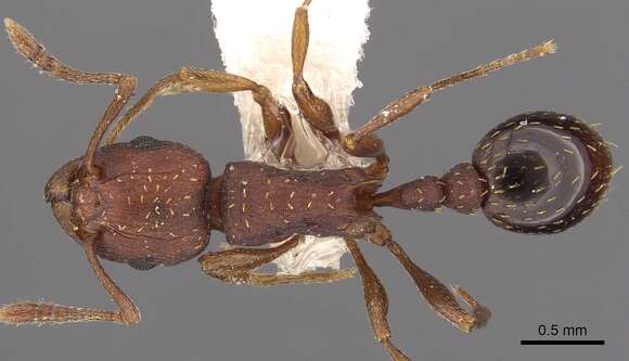 Image of Tetramorium bellicosum Bolton 1980