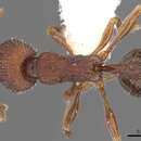 Image of Tetramorium granulatum Bolton 1980