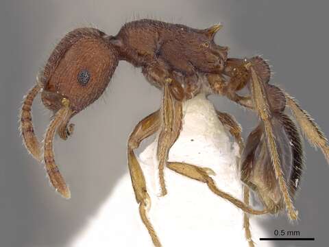 Image of Tetramorium granulatum Bolton 1980