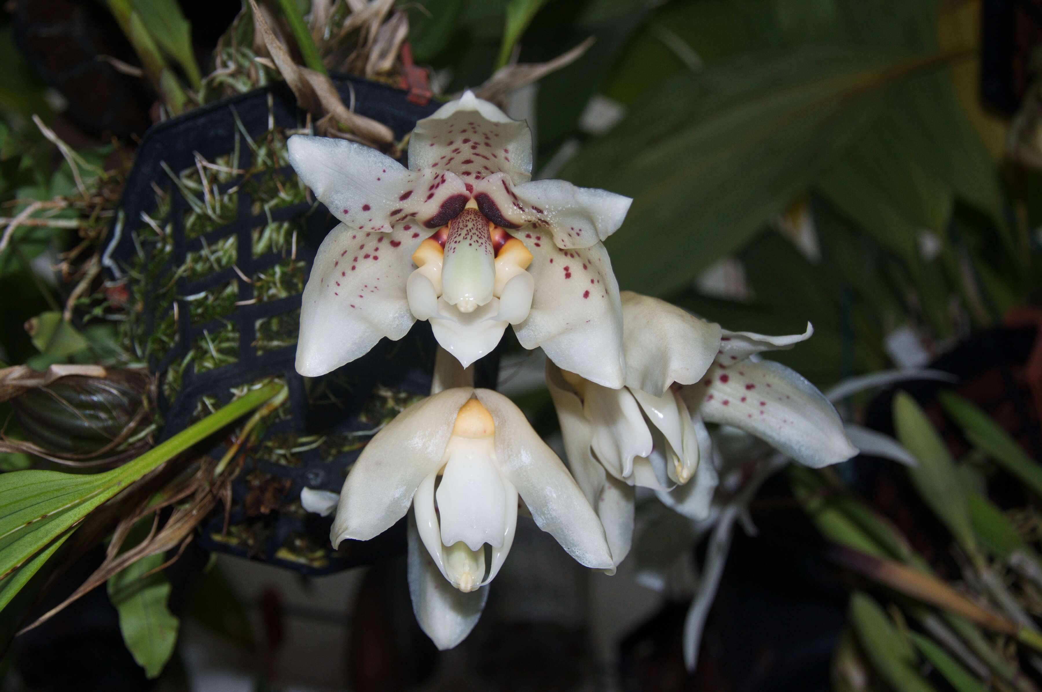 Image of Stanhopea martiana Bateman ex Lindl.