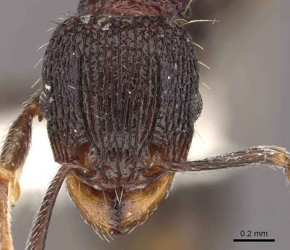 Image of Tetramorium versiculum Bolton 1980