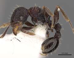 Image of Tetramorium versiculum Bolton 1980