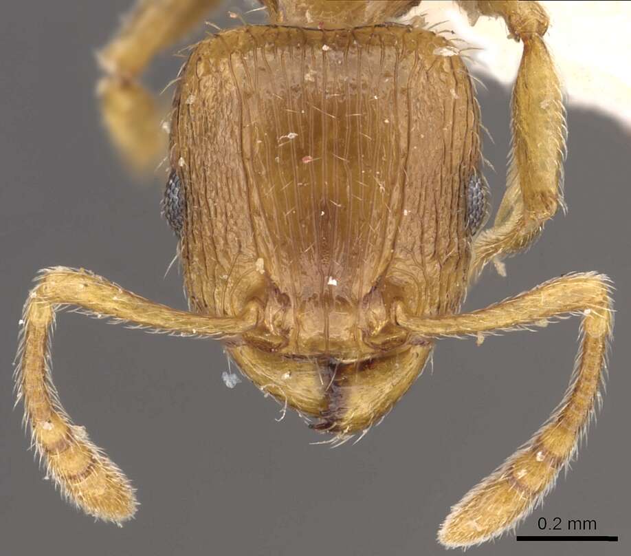 Image of Tetramorium browni Bolton 1980