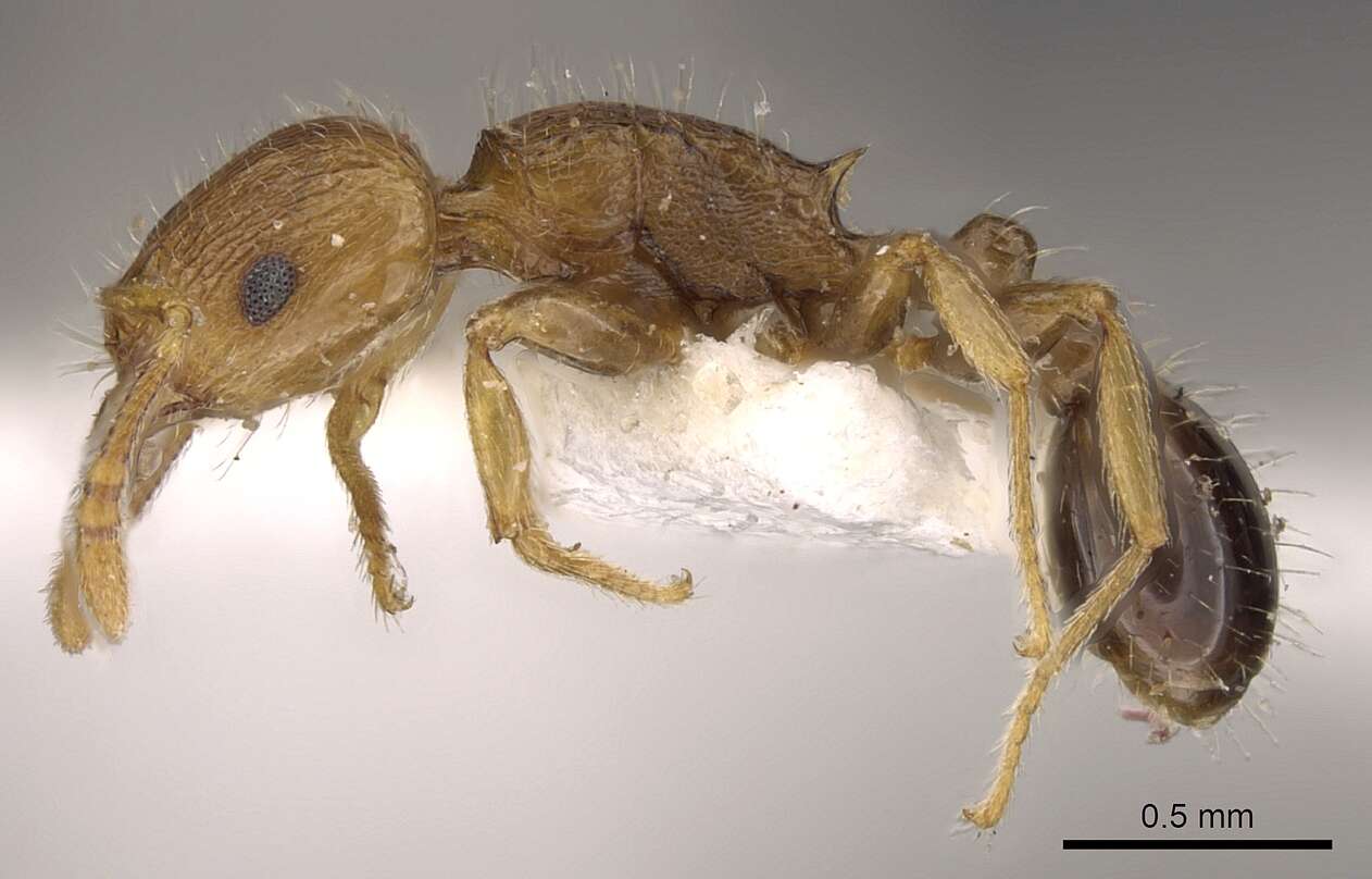 Image of Tetramorium browni Bolton 1980