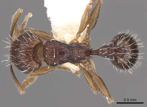 Image of Tetramorium tychadion Bolton 1980