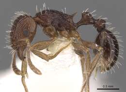 Image of Tetramorium tychadion Bolton 1980