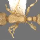 Image of Tetramorium wadje Bolton 1980