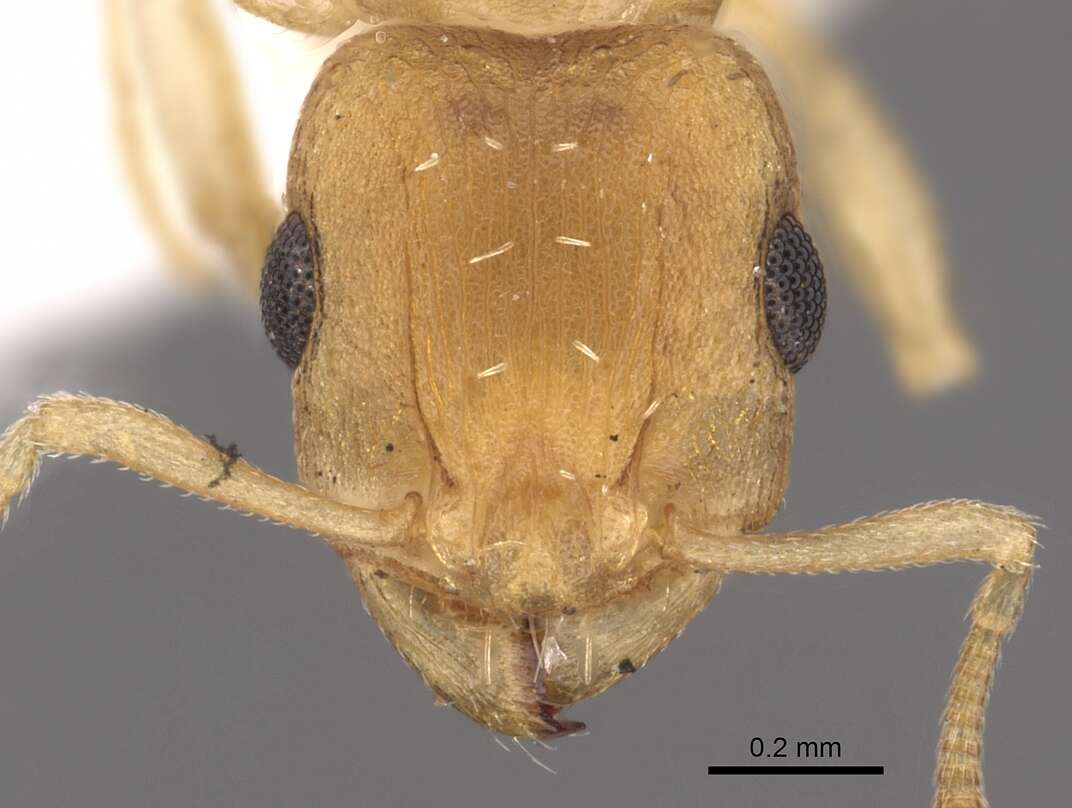 Image of Tetramorium berbiculum Bolton 1980