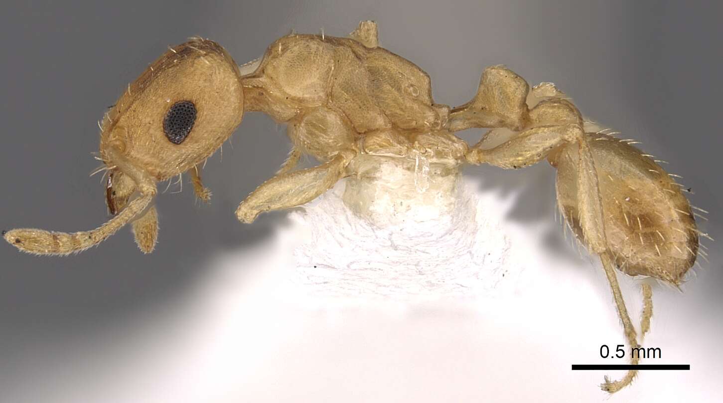 Image of Tetramorium berbiculum Bolton 1980