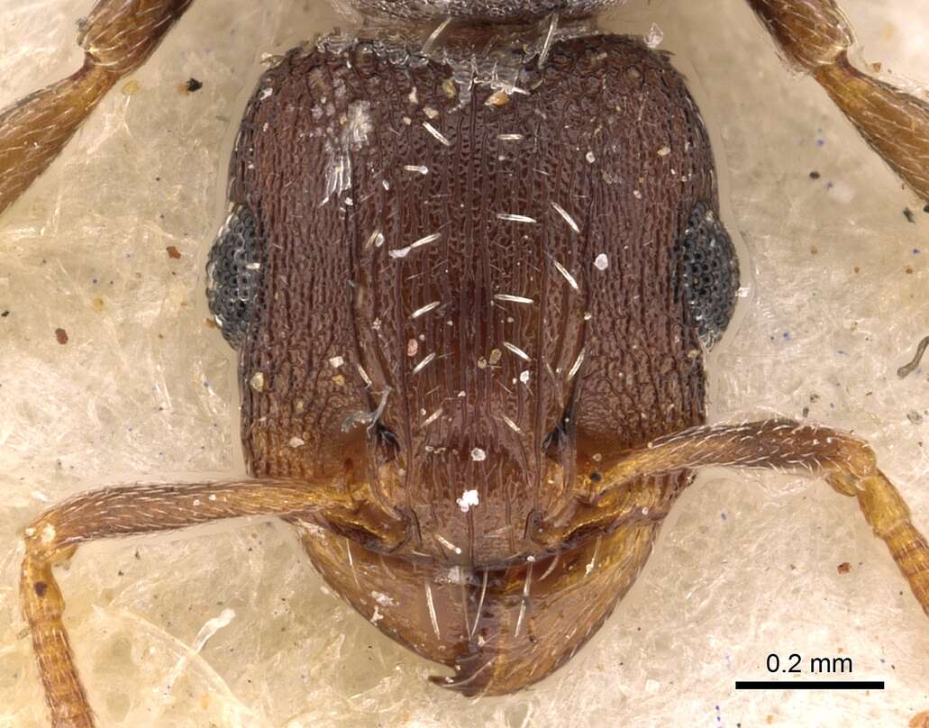 Imagem de Tetramorium argenteopilosum Arnold 1926