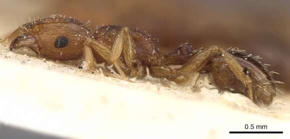 Image of Tetramorium intextum Santschi 1914