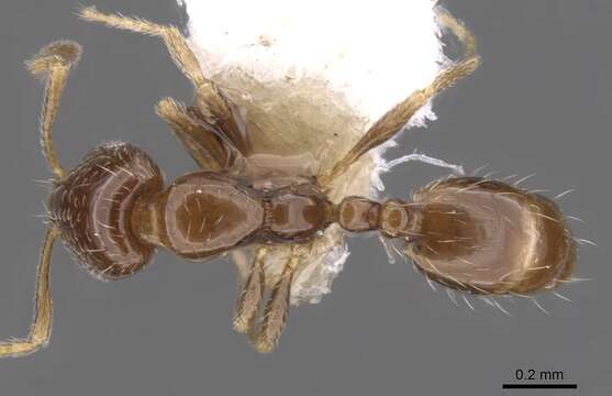 Image of Monomorium taedium Bolton 1987