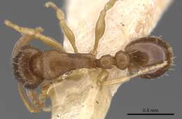 Image of Tetramorium antipodum Wheeler 1927