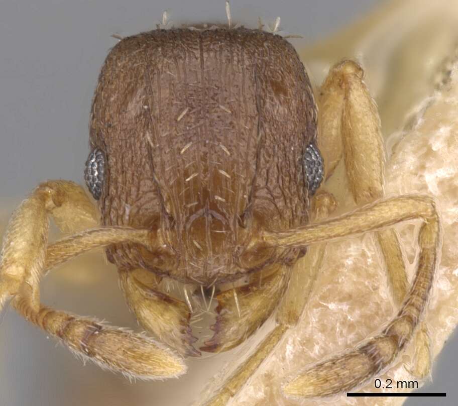 Imagem de Tetramorium antipodum Wheeler 1927