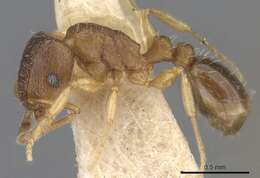 Image of Tetramorium antipodum Wheeler 1927