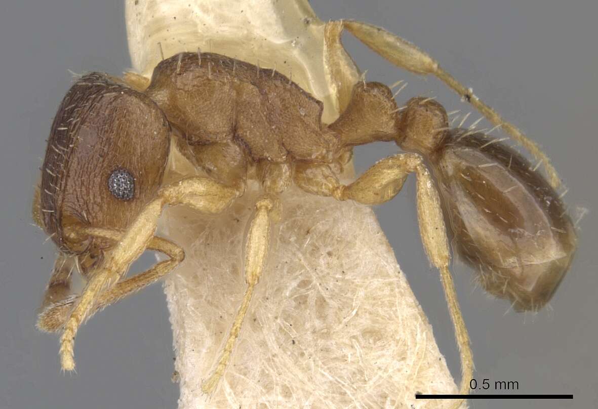 Imagem de Tetramorium antipodum Wheeler 1927