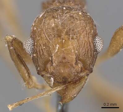 Image of Tetramorium aculeatum (Mayr 1866)