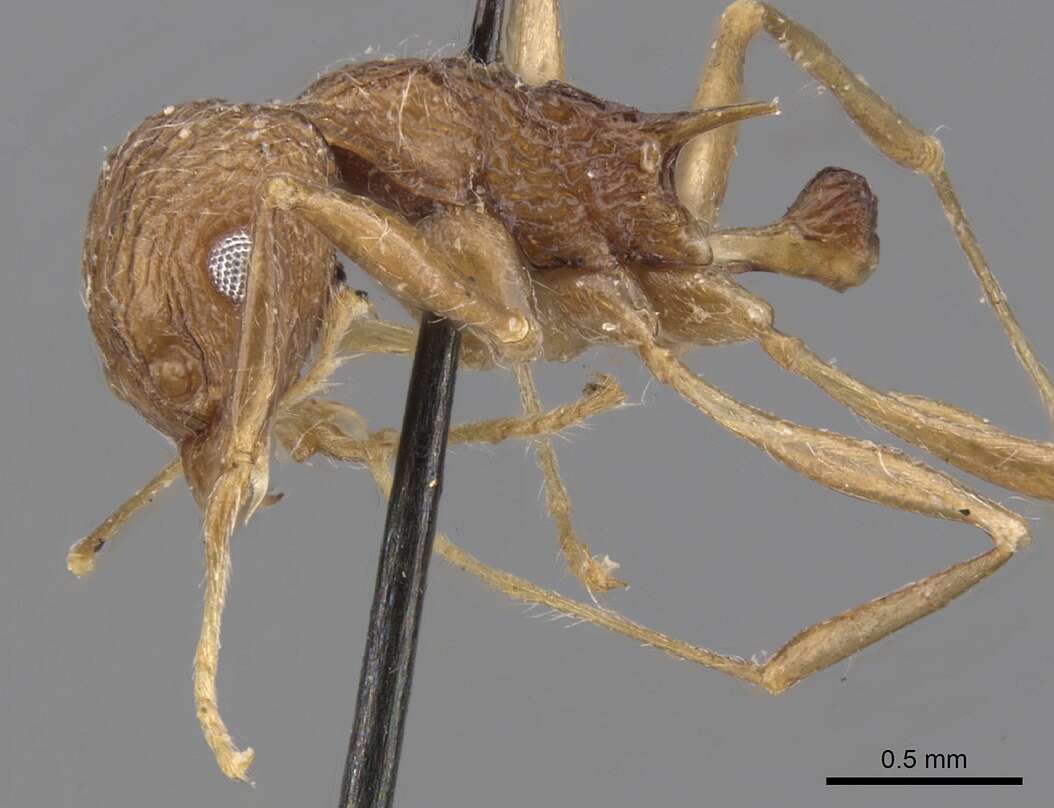 Image of Tetramorium aculeatum (Mayr 1866)